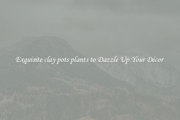 Exquisite clay pots plants to Dazzle Up Your Décor 